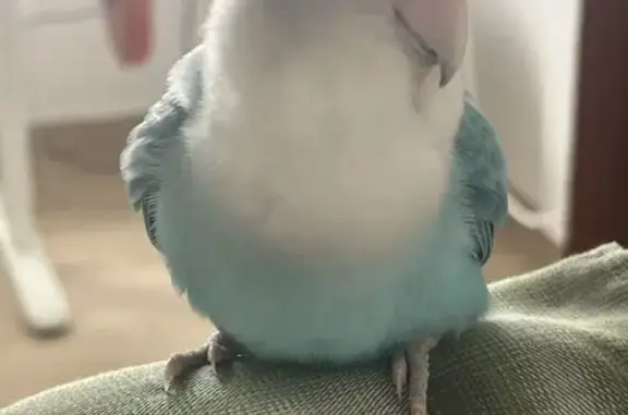 Un pájaro azul con la cara color crema y el pico rosa. Tiene un anillo en la pata. Está acostumbrado a la gente.