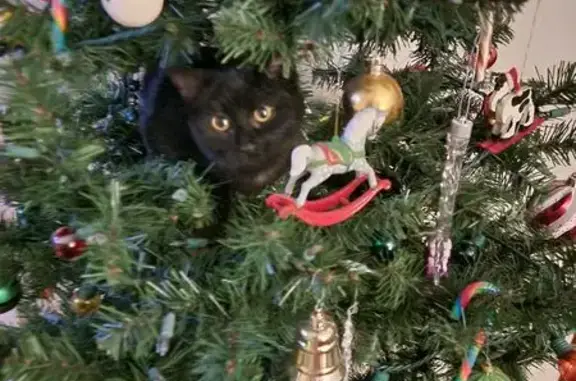 Lost cat, female, North Bentley Avenue, 314, Niles, Warren — black with a white chest - photo