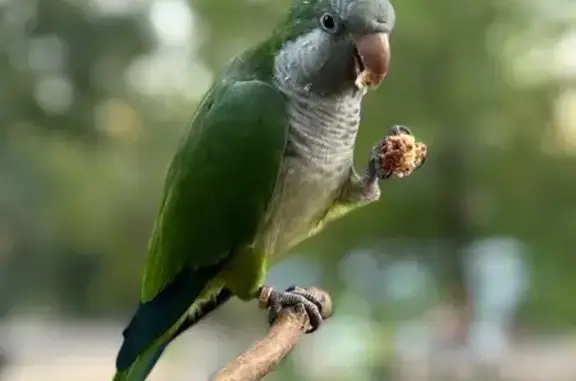 Lost and found pets Tyler, photo: Lost Bird, State Highway 31 West, Tyler — male with blue tail feathers