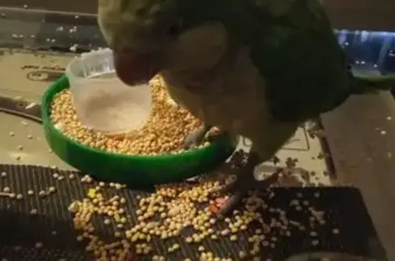 Dice wapo y CuCu cuando te tapas los ojos,no tiene nada distinto a las demás cotorras Argentinas es especial criada desde bebé.. Es muy especial para mí.. Me ayudó con un fallecimiento.. Tiene año y medio.. Se me perdió por que la gata abrió la puerta del lavadero y se escapó.. La echo mucho de menos.. Si alguien la encuentra tiene que ser por el Prat..