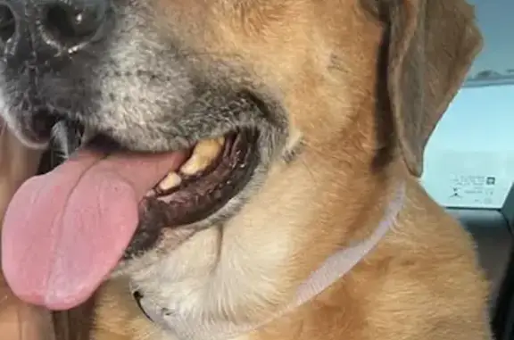 Lost female dog, Ozark Avenue, 2901, McAllen — older with white hair around her mouth - photo