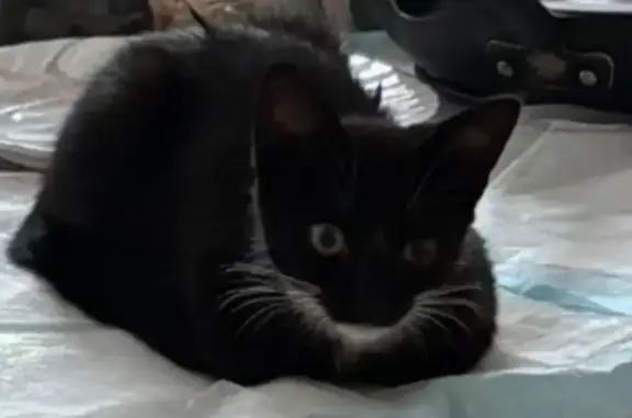Lost cat, 218th Street, 87-18, Queens — 6-month-old male, needs medication - photo