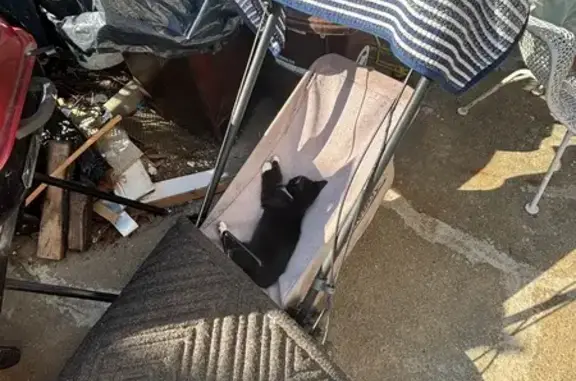 Lost cats, Hillside Avenue, 218-11, Queens — scared of people - photo