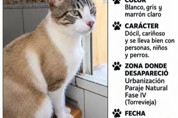 Gato perdido, Urbanización Paraje Natural, Torrevieja, Valencia — muy sociable - photo
