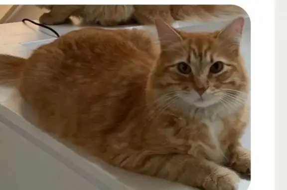 Lost cat, Redmond, Washington, Seattle — male with a soft orange coat - photo