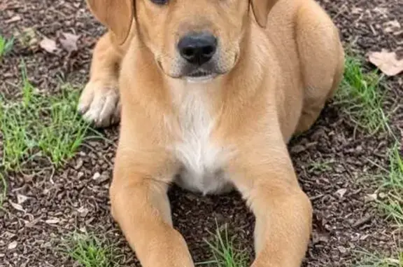 Lost dog, Easley, South Carolina, Clemson — male with white feet - photo