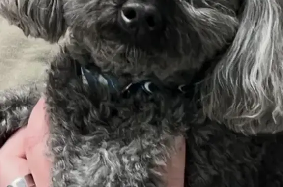 Lost dog, Lakewood Drive, Rockford, New Berlin — male black-and-graying toy poodle - photo