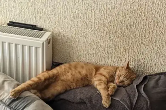 Lost cat, Marescroft Road, London — 1-year-old ginger male with two black whiskers - photo