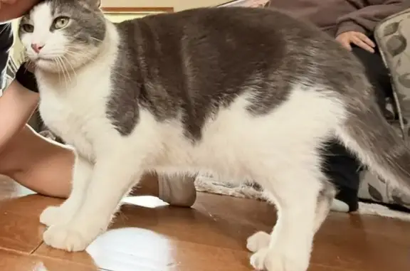 Lost male cat, US 169, Coleraine, Coleraine — grey and white tuxedo - photo