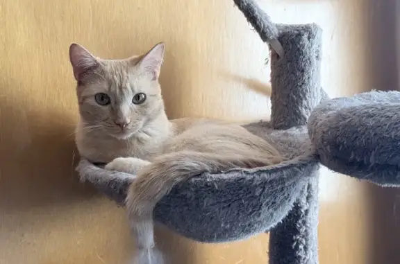 Gatos perdidos, Los Reyes Acaquilpan, foto: Gato perdido, macho, Tamaulipas, 1, Chimalhuacán, Los Reyes Acaquilpan — color naranja/amarillo