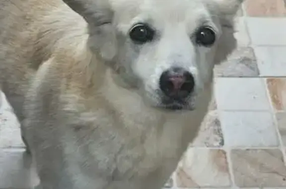 Cachorro perdido, Rua José Cod...