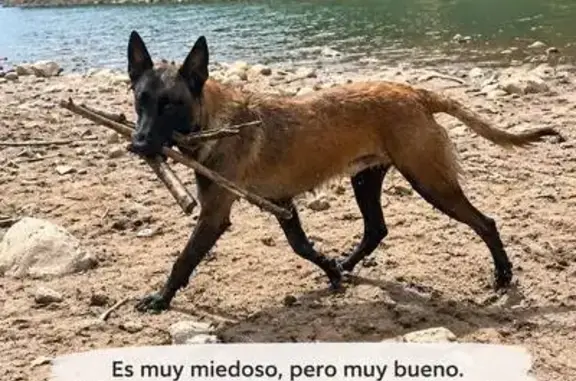 Perro perdido, Navajas, Comunidad Valenciana, Valencia — macho muy asustadizo - photo