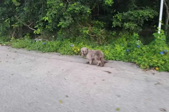 Perros perdidos, Merida, foto: Perro perdido, hembra, Calle 112 A, 725, Caucel, Merida — responde al nombre de Muñeca