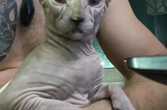 Gato perdido, Chac, Cancún, Cancun — Esfinge Elfo de ojos azules - photo