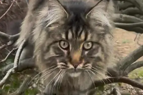 Lost male cat, Saint Francis Street, 2412, Wilmington — long-haired gray-brown tabby - photo