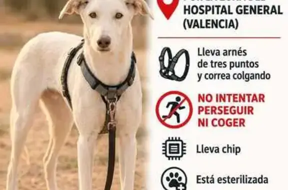 Perro perdido, Carrer de la Creu Roja, 1, València, Xirivella — hembra mestiza de galgo - photo