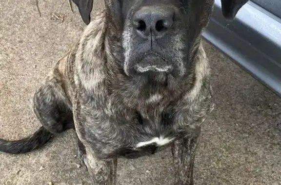 Found dog Grand Prairie, photo: Found dog, East Cober Drive, 1205, Grand Prairie — female lab/boxer mix