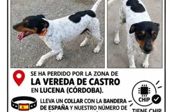 Perro perdido, macho, Diseminado Diseminados, 1302, Lucena — tres manchas negras redondas - photo