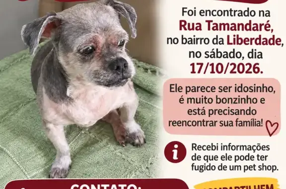 Encontrado cachorro macho, Rua Tamandaré, São Paulo — idosinho e muito bonzinho - photo
