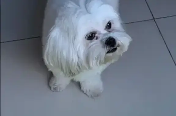 Cachorro perdido, Rua Afonso P...