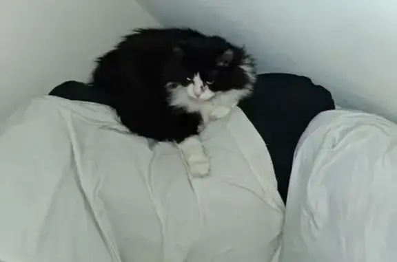 Lost cat, female, Pilgrim Avenue, 29, Coventry, Cambridge — shy and long-haired - photo