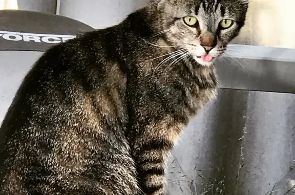 Lost male cat, Raeburn Road, Western Australia, Armadale — microchipped tabby - photo