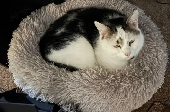 Lost pets Para Hills, photo: Lost cat, male, John Street, 15, Port Adelaide Enfield, Para Hills — wearing a blue collar