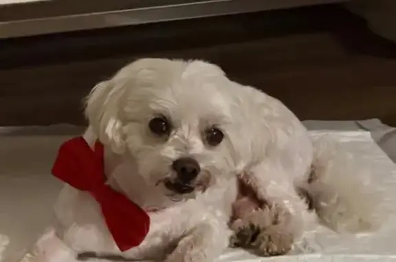 Lost dog, East Slaughter Lane, 1601, Austin — male, white with brown spots - photo