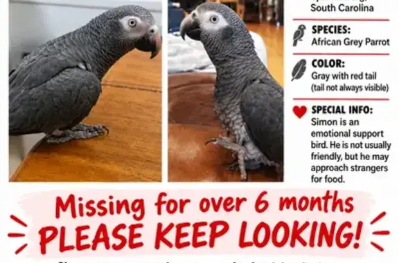Lost bird, Royal Oak Drive, 508, Spartanburg - photo