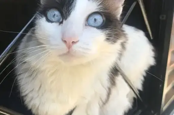 Gato perdido, Rua Castro Avelaens, São Paulo — fêmea, branca com marrom e olho azul - photo