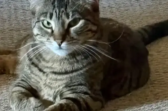 Lost cat, Minerva Street, 2730, Oshkosh — spayed female tabby - photo