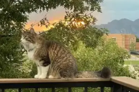 Lost Cat, Cuchara Drive, Colorado, Pueblo — Friendly Male - photo