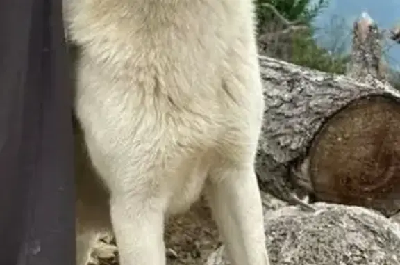 Lost male dog, Pecwan, California, Wautec — white coat and light blue eyes - photo