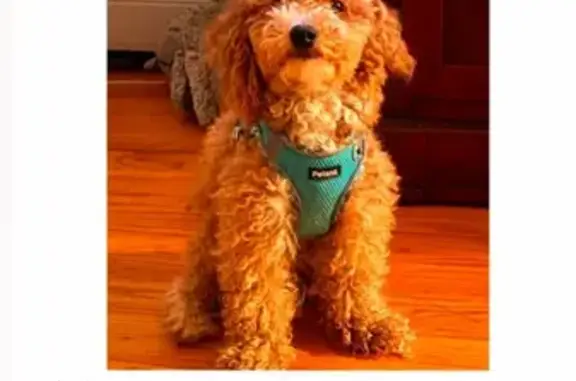 Missing dog New York, photo: Lost Dog, Newkirk Avenue, New York — male brown bichon poodle mix