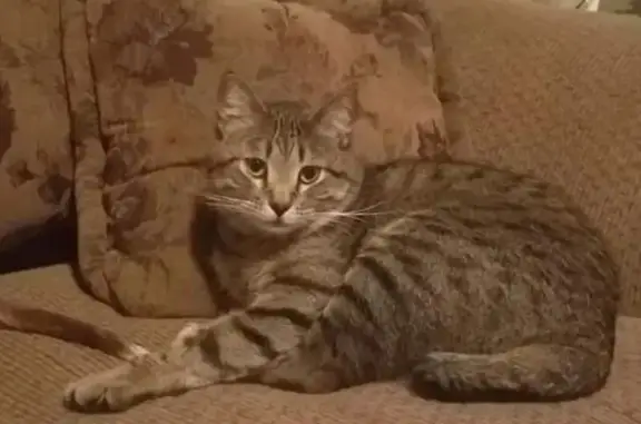 Lost cat, male, Collbran, Colorado, Loveland — half tail and belly spots - photo