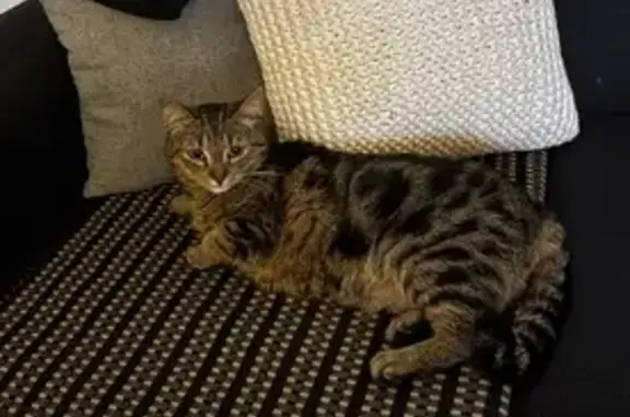 Lost cat, female, Trafalgar Street 20, Mascot — short-haired tabby - photo
