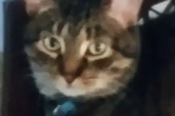 Lost male cat, Streamwood, Illinois, Chicago — neutered with a short tail - photo