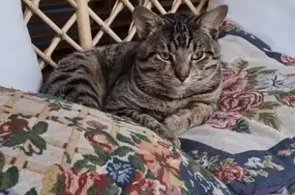 Lost cat, Elaine Court, 4, Penrith, Sydney — timid male tabby - photo