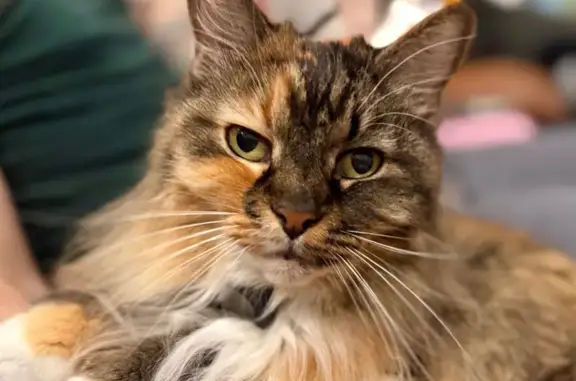 Lost cat, South Davies Road, 419, Lake Stevens — shy calico with white paws - photo