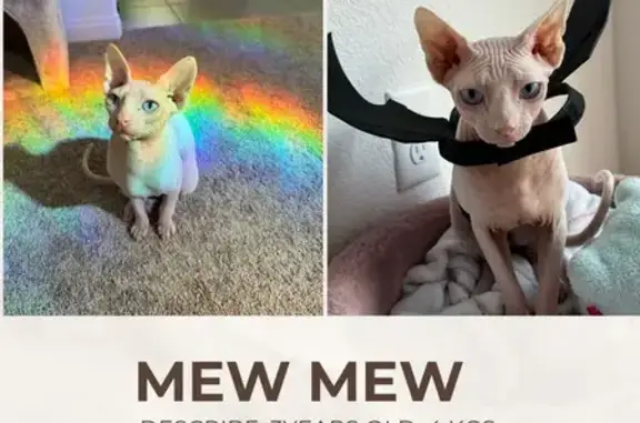 Lost cat, male, West Shelbourne Avenue, 5375, Las Vegas — white and hairless - photo
