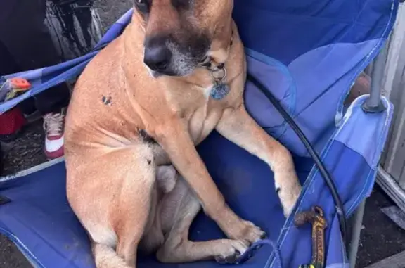 Lost dog, Dallas Avenue South, 8510, Seattle — friendly 5-year-old male - photo
