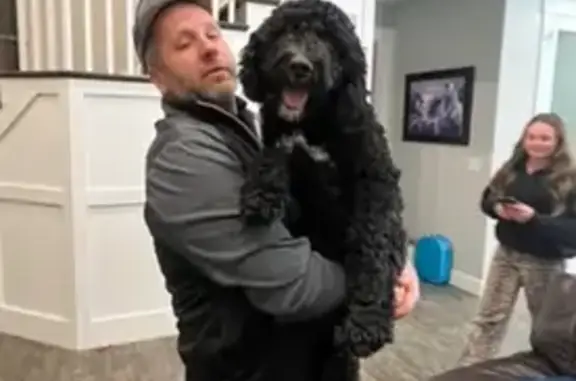 Lost dog, West 1800 South, 2696, Ogden — male Golden berna doodle with a white chest spot - photo