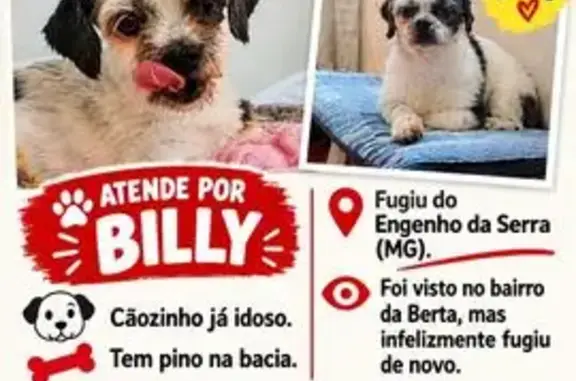 Cachorro perdido, bairro Engen...