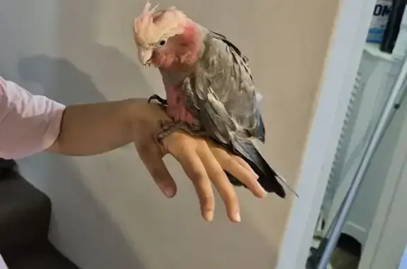 Found a Galah. Seems tame and not affraid of people. May have a broken wing