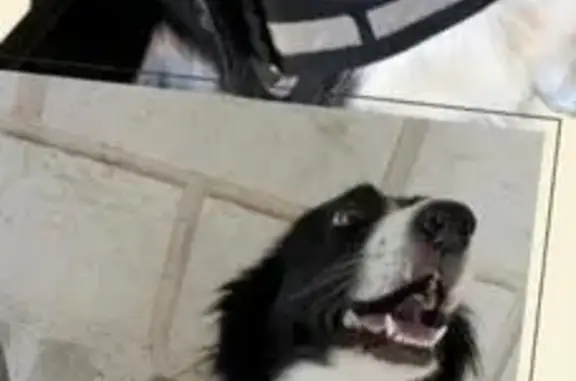 Perro perdido, Paseo los Grillos, 17, Tudela — border collie de 4 años - photo