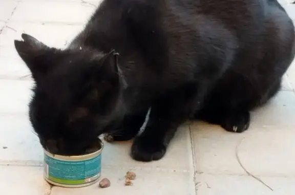 Gato encontrado Sama, foto: Gato encontrado, Calle de los Andaluces, Madrid, Sama — negro, de ojos verdes y sin collar