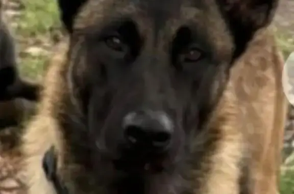 Lost male dog, Paramount, California, Los Angeles — brown and black Belgian Malinois - photo