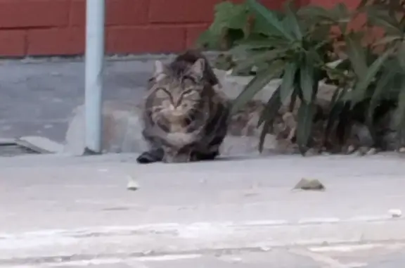 Gato encontrado Sama, foto: Gato encontrado, Calle de los Andaluces, Madrid, Sama — maullaba detrás de unos arbustos