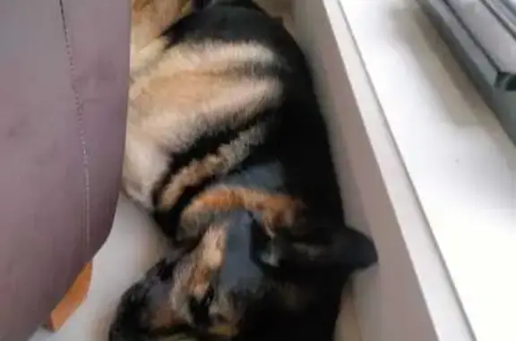 Lost pets Darebin, photo: Lost male dog, Acacia Street, 48A, Merri-Bek City, Darebin