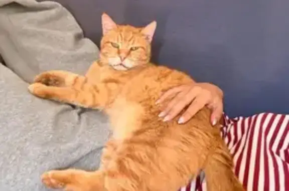 Lost pets Sydney, photo: Lost cat, male, Rowell Street, 6A, Canterbury-Bankstown Council, Sydney — no teeth